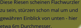 Diese Riesen scheinen Flachwurzler  zu sein, stürzen schon mal um und  gewähren Einblick von unten - hier  etwa 6m Durchmesser.