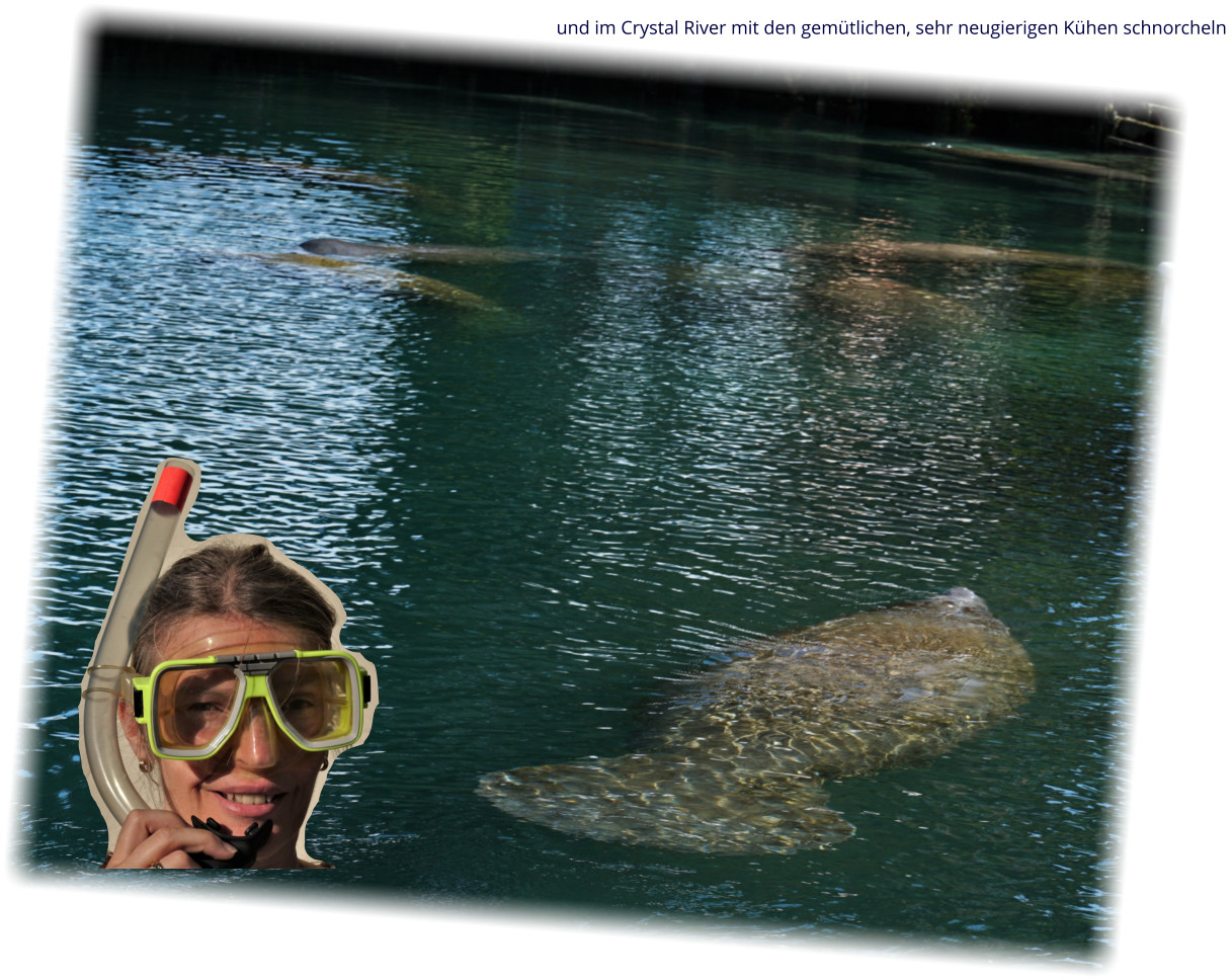 und im Crystal River mit den gemütlichen, sehr neugierigen Kühen schnorcheln