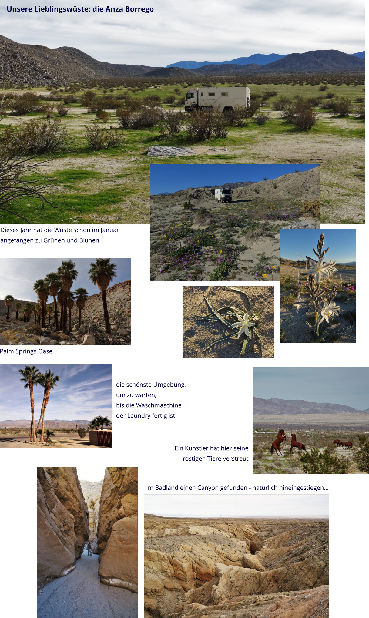 Unsere Lieblingswüste: die Anza Borrego Dieses Jahr hat die Wüste schon im Januar angefangen zu Grünen und Blühen Palm Springs Oase die schönste Umgebung,  um zu warten,  bis die Waschmaschine  der Laundry fertig ist Ein Künstler hat hier seine  rostigen Tiere verstreut Im Badland einen Canyon gefunden - natürlich hineingestiegen…