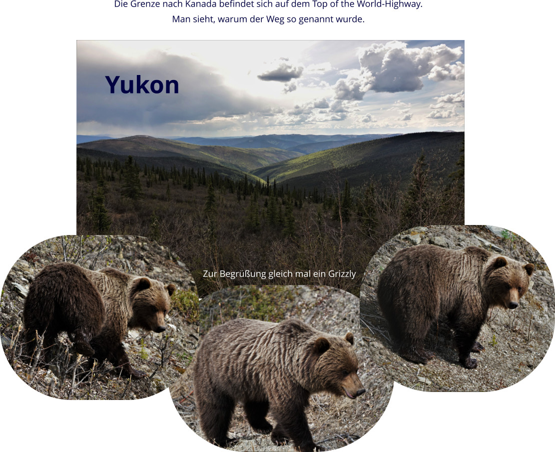 Die Grenze nach Kanada befindet sich auf dem Top of the World-Highway. Man sieht, warum der Weg so genannt wurde. Yukon Zur Begrüßung gleich mal ein Grizzly