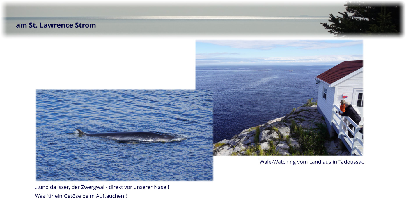 am St. Lawrence Strom Wale-Watching vom Land aus in Tadoussac …und da isser, der Zwergwal - direkt vor unserer Nase ! Was für ein Getöse beim Auftauchen !