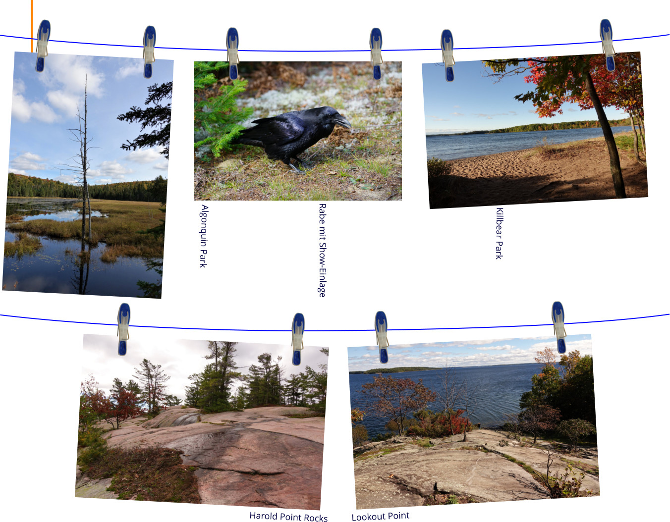 Algonquin Park Rabe mit Show-Einlage Killbear Park Harold Point Rocks Lookout Point