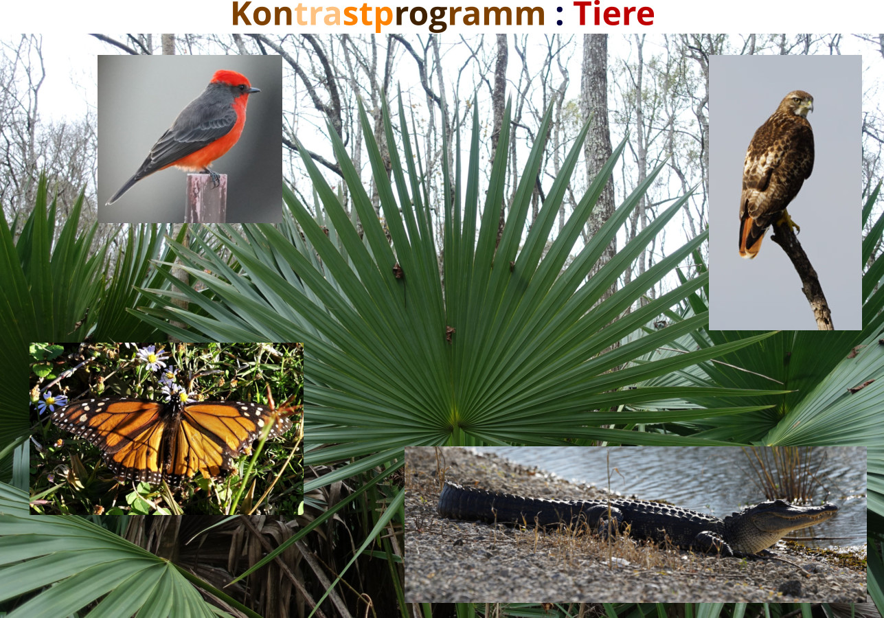 Kontrastprogramm : Tiere