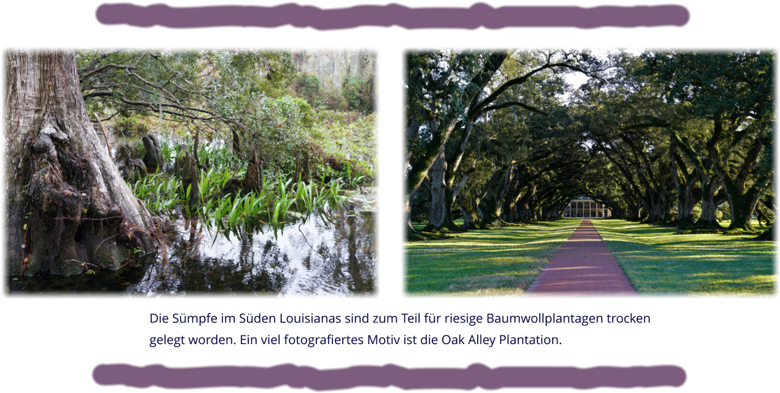 Die Sümpfe im Süden Louisianas sind zum Teil für riesige Baumwollplantagen trocken  gelegt worden. Ein viel fotografiertes Motiv ist die Oak Alley Plantation.
