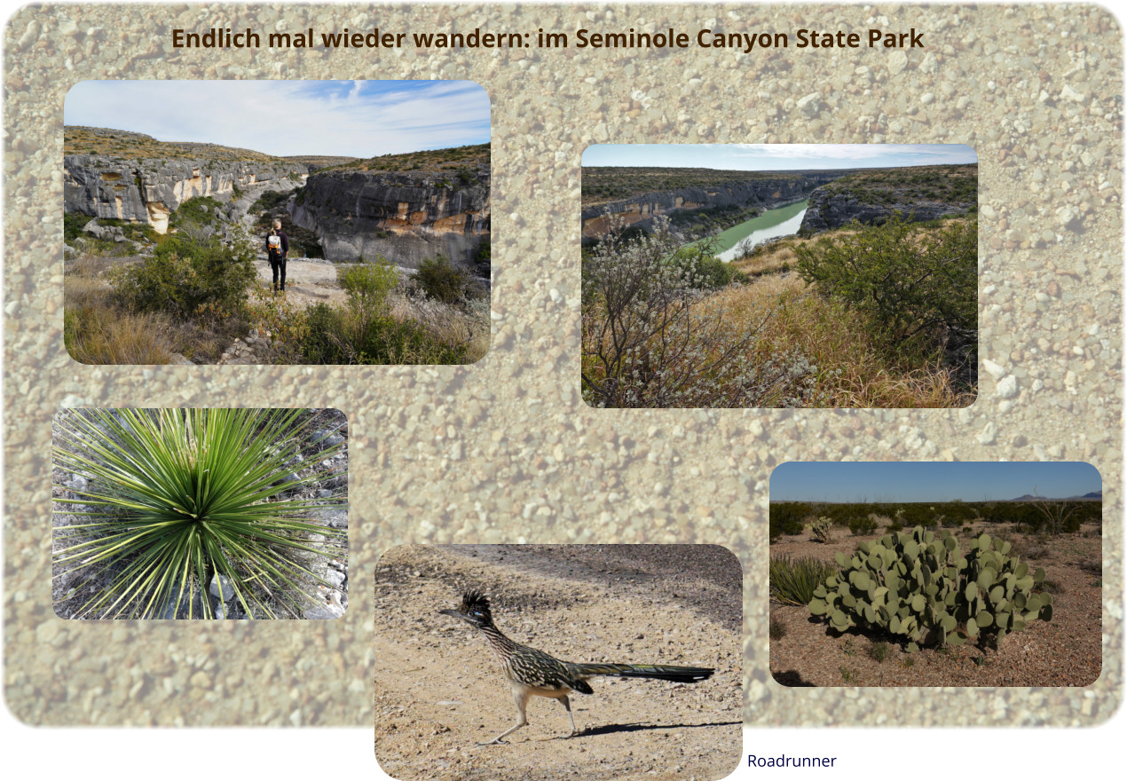 Endlich mal wieder wandern: im Seminole Canyon State Park Roadrunner
