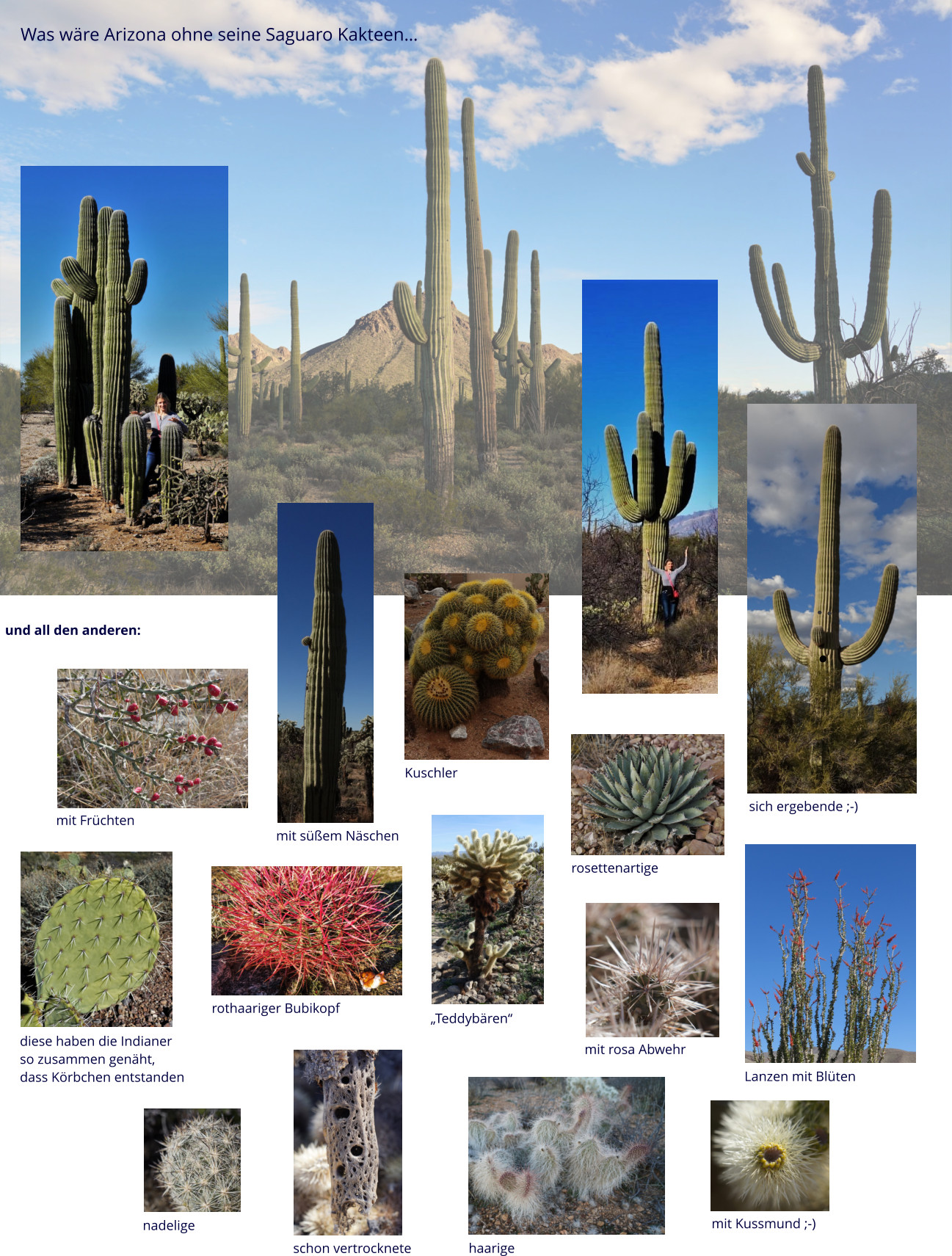 Was wäre Arizona ohne seine Saguaro Kakteen… und all den anderen:  mit süßem Näschen Kuschler sich ergebende ;-) diese haben die Indianer  so zusammen genäht,  dass Körbchen entstanden mit Früchten rothaariger Bubikopf „Teddybären“ nadelige schon vertrocknete haarige mit rosa Abwehr Lanzen mit Blüten mit Kussmund ;-) rosettenartige