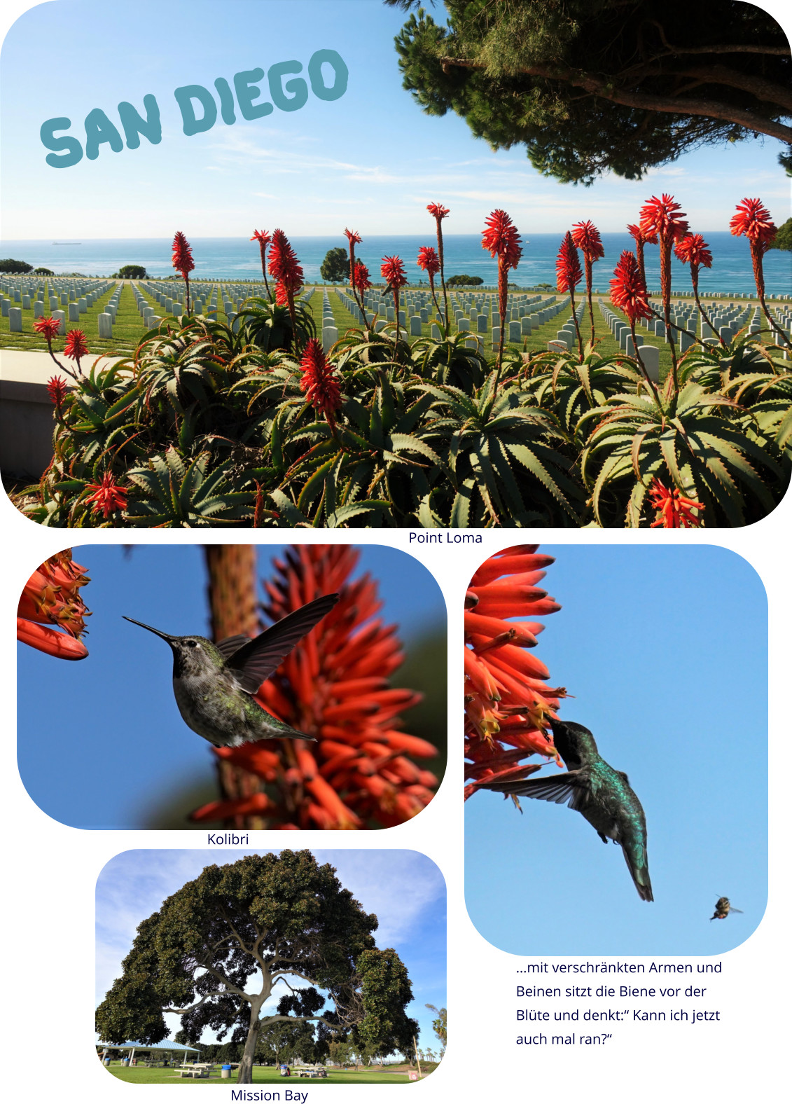 Point Loma Kolibri Mission Bay …mit verschränkten Armen und Beinen sitzt die Biene vor der Blüte und denkt:“ Kann ich jetzt  auch mal ran?“