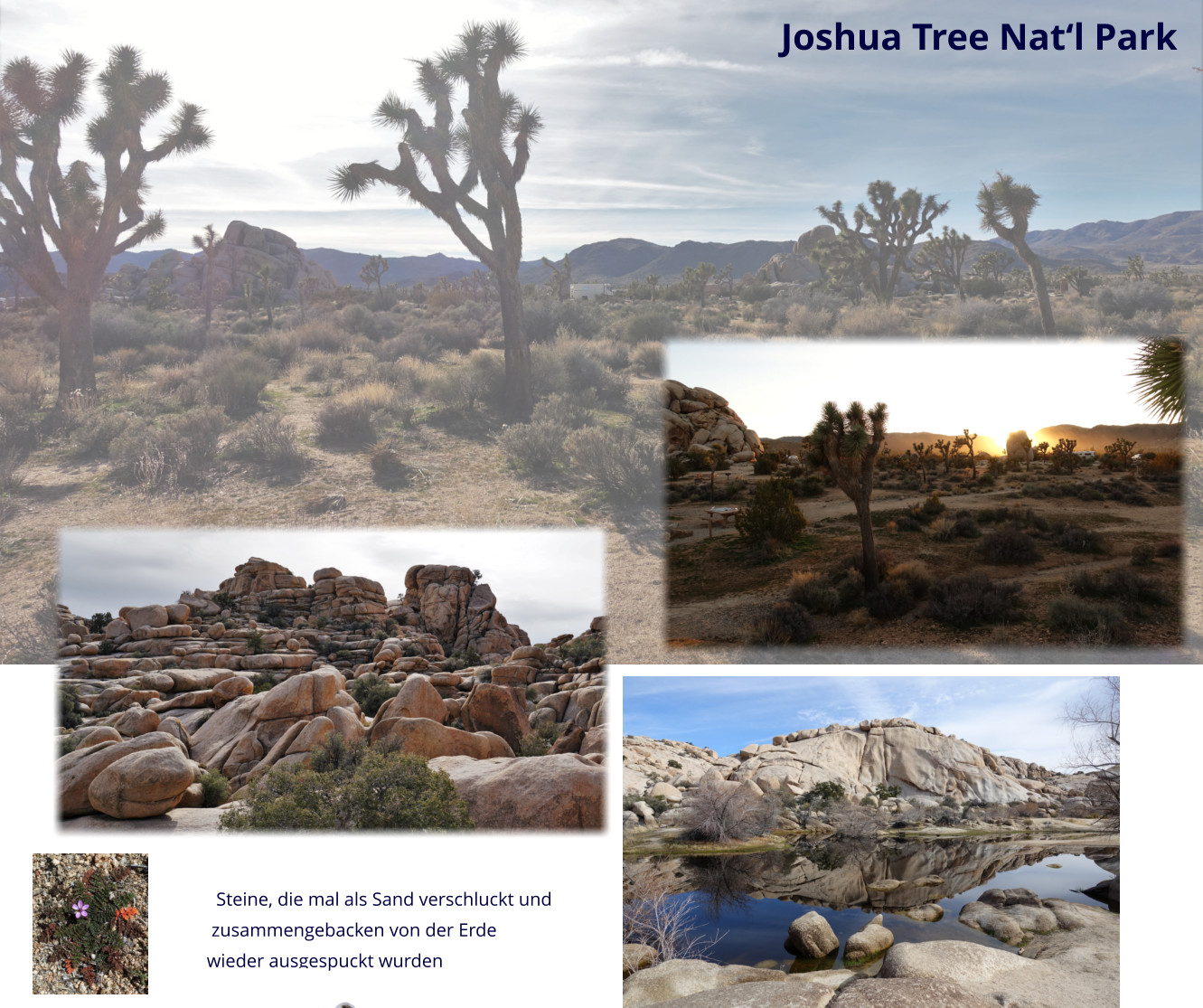 Joshua Tree Nat‘l Park          Steine, die mal als Sand verschluckt und          zusammengebacken von der Erde         wieder ausgespuckt wurden