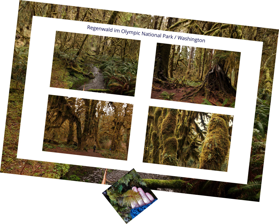 Regenwald im Olympic National Park / Washington
