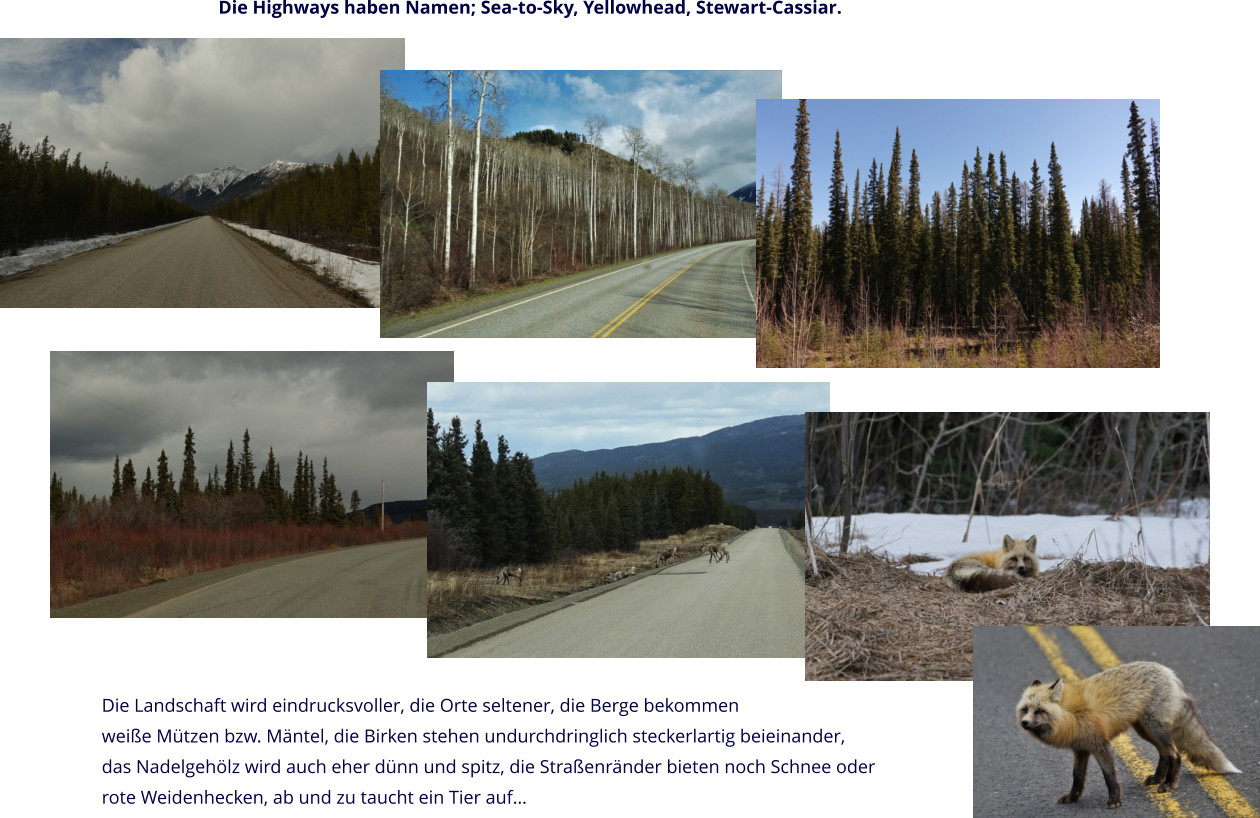 Die Highways haben Namen; Sea-to-Sky, Yellowhead, Stewart-Cassiar.  Die Landschaft wird eindrucksvoller, die Orte seltener, die Berge bekommen weiße Mützen bzw. Mäntel, die Birken stehen undurchdringlich steckerlartig beieinander,  das Nadelgehölz wird auch eher dünn und spitz, die Straßenränder bieten noch Schnee oder  rote Weidenhecken, ab und zu taucht ein Tier auf…
