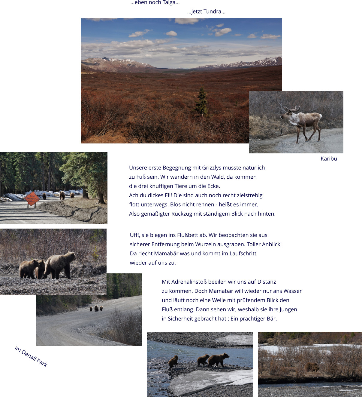 …eben noch Taiga… …jetzt Tundra… Unsere erste Begegnung mit Grizzlys musste natürlich zu Fuß sein. Wir wandern in den Wald, da kommen die drei knuffigen Tiere um die Ecke.  Ach du dickes Ei!! Die sind auch noch recht zielstrebig flott unterwegs. Blos nicht rennen - heißt es immer. Also gemäßigter Rückzug mit ständigem Blick nach hinten.  Uff!, sie biegen ins Flußbett ab. Wir beobachten sie aus sicherer Entfernung beim Wurzeln ausgraben. Toller Anblick! Da riecht Mamabär was und kommt im Laufschritt wieder auf uns zu. Mit Adrenalinstoß beeilen wir uns auf Distanz zu kommen. Doch Mamabär will wieder nur ans Wasser und läuft noch eine Weile mit prüfendem Blick den Fluß entlang. Dann sehen wir, weshalb sie ihre Jungen in Sicherheit gebracht hat : Ein prächtiger Bär. im Denali Park Karibu