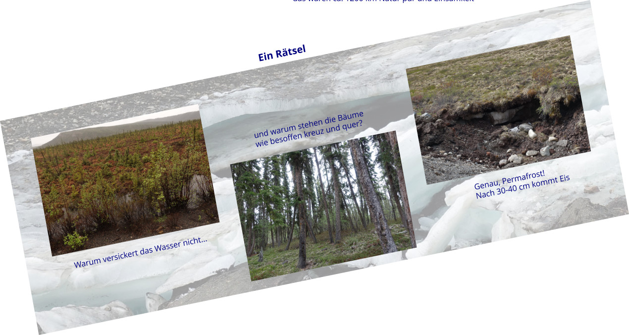 Ein Rätsel Warum versickert das Wasser nicht… und warum stehen die Bäume wie besoffen kreuz und quer? Genau, Permafrost! Nach 30-40 cm kommt Eis