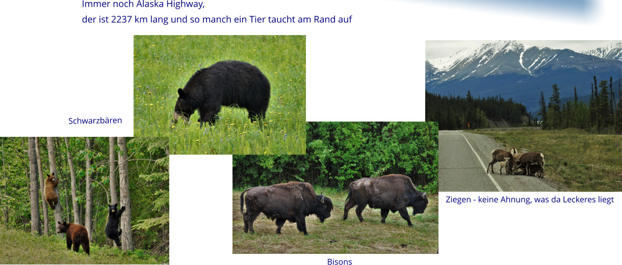 Immer noch Alaska Highway,  der ist 2237 km lang und so manch ein Tier taucht am Rand auf  Schwarzbären Bisons Ziegen - keine Ahnung, was da Leckeres liegt