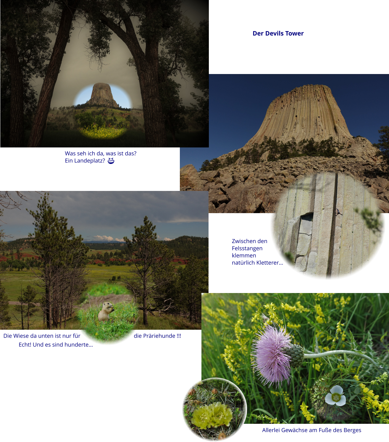 Die Wiese da unten ist nur für                                     die Präriehunde !!! Der Devils Tower Was seh ich da, was ist das? Ein Landeplatz?  Zwischen den  Felsstangen  klemmen natürlich Kletterer… Allerlei Gewächse am Fuße des Berges Echt! Und es sind hunderte…
